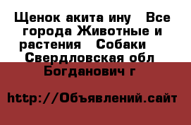 Щенок акита ину - Все города Животные и растения » Собаки   . Свердловская обл.,Богданович г.